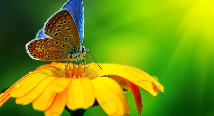 Focus Stacking Nedir? Ne İçin Kullanılır?